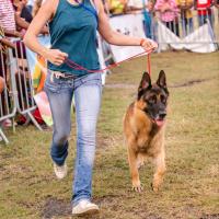 Exposition canine 2023