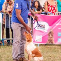 Exposition canine 2023