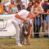 Exposition canine 2023