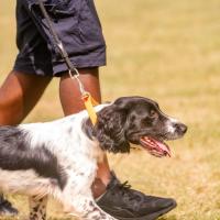 Exposition canine 2023