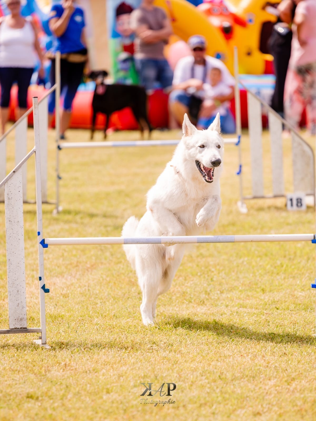 Exposition canine 2023