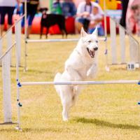 Exposition canine 2023