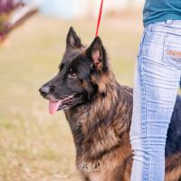 Exposition canine 2023