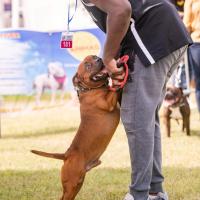 Exposition canine 2023