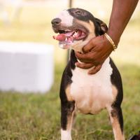 Exposition canine 2023
