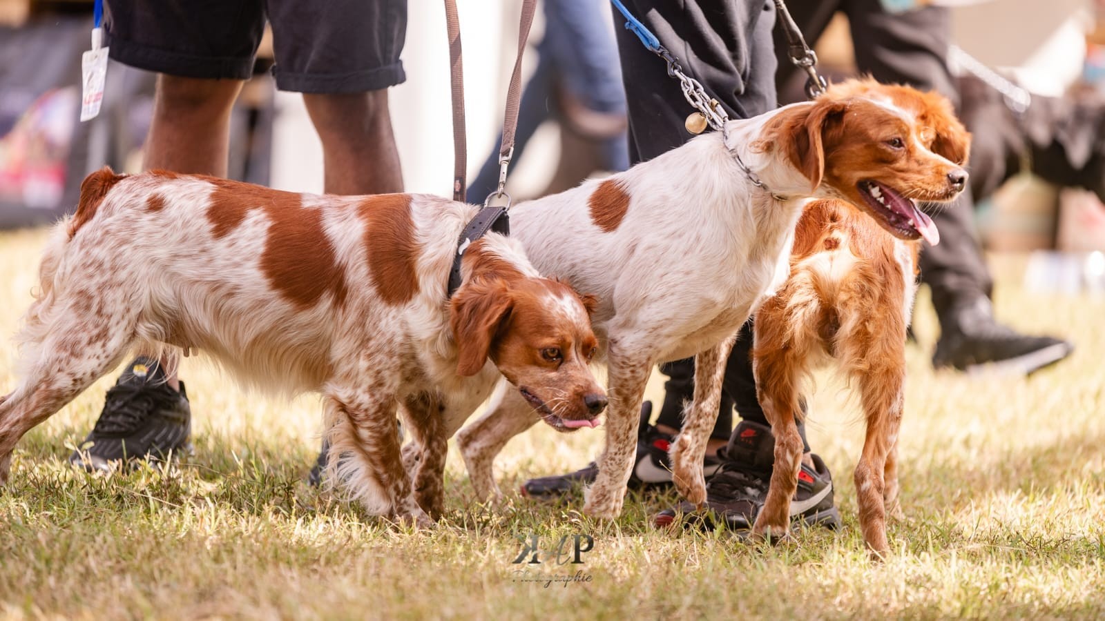 Exposition canine 2023