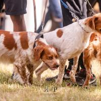 Exposition canine 2023