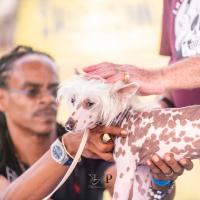 Exposition canine 2023