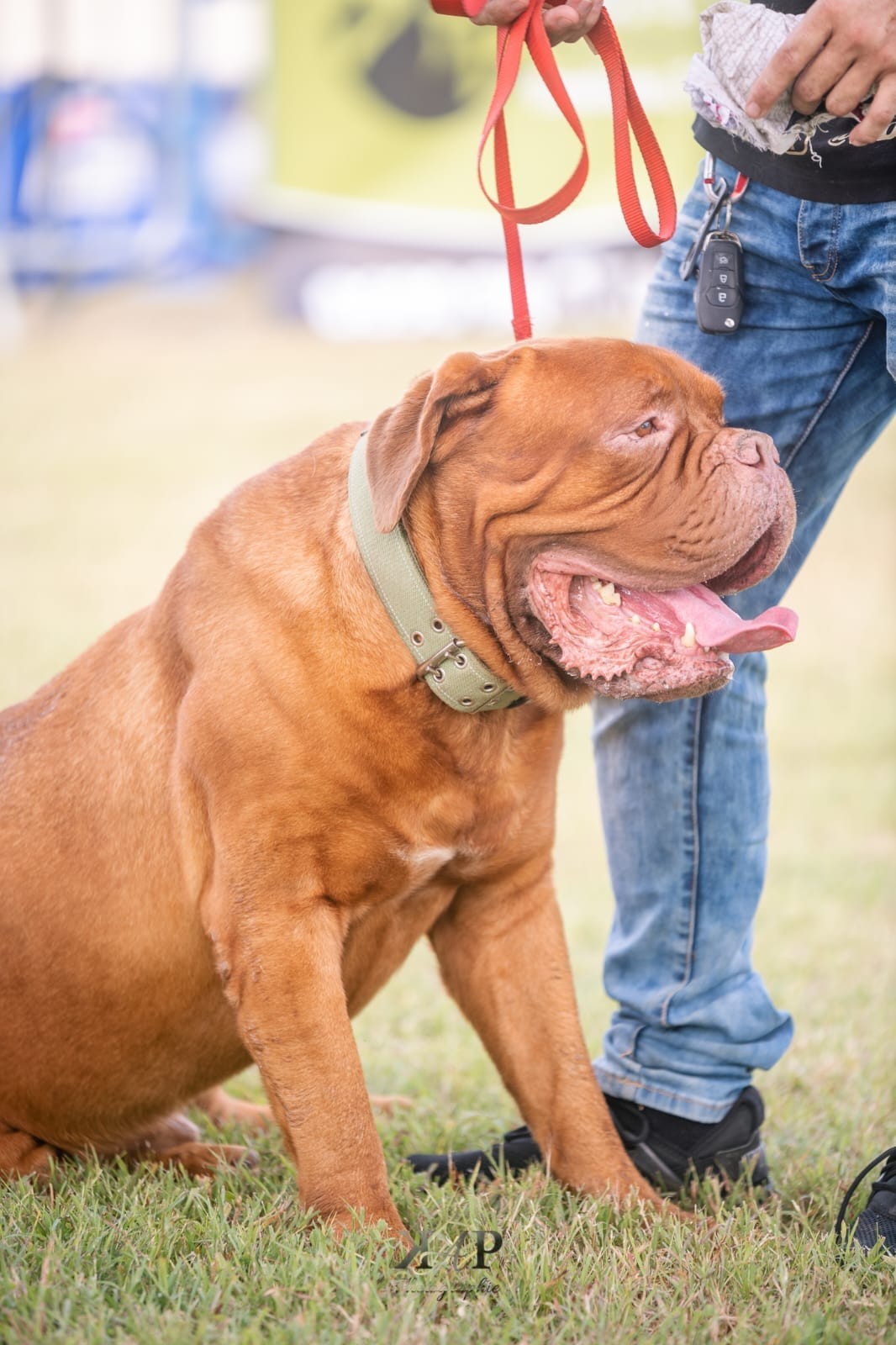 Exposition canine 2023