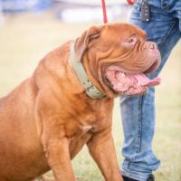 Exposition canine 2023