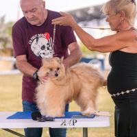 Exposition canine 2023