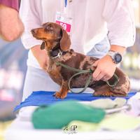 Exposition canine 2023